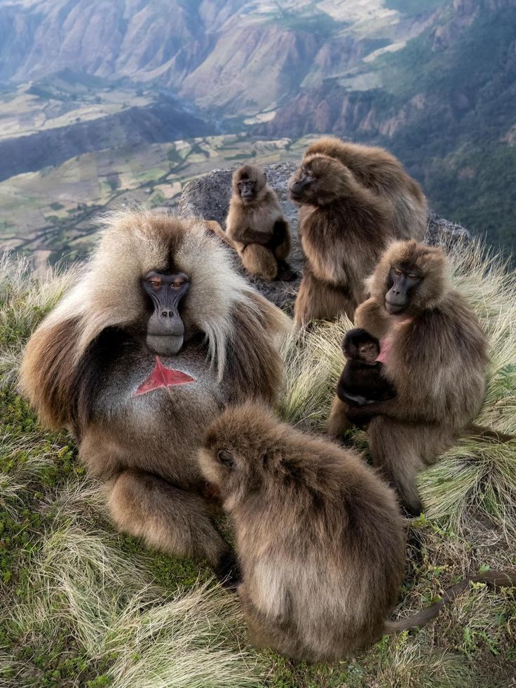 Gelada Baboons